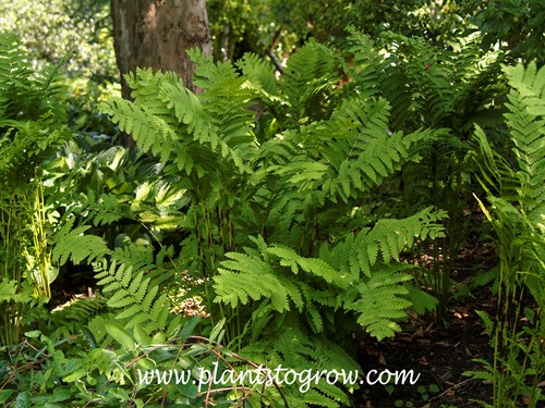 Autumn Fern ( Dryopteris erythrosora)
summer